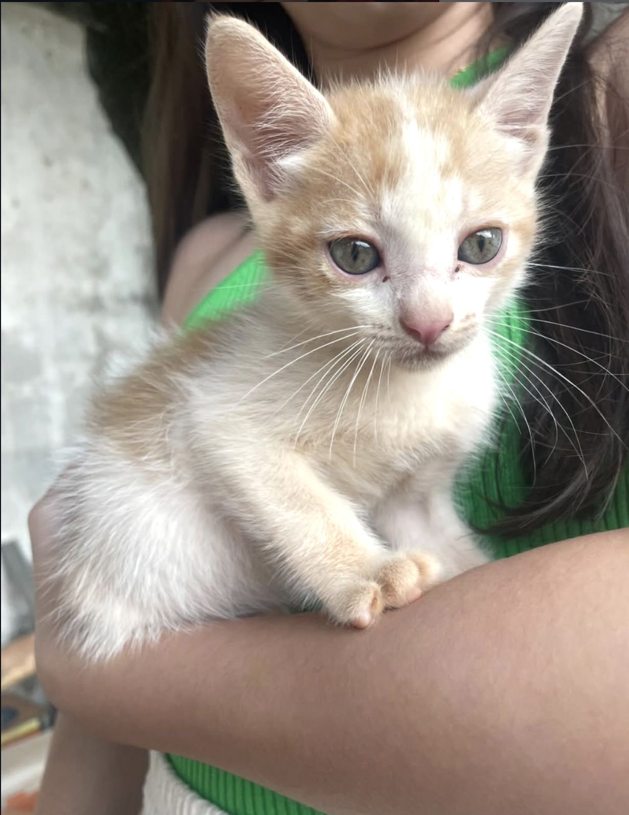 Gatinho acolhido pela APAP