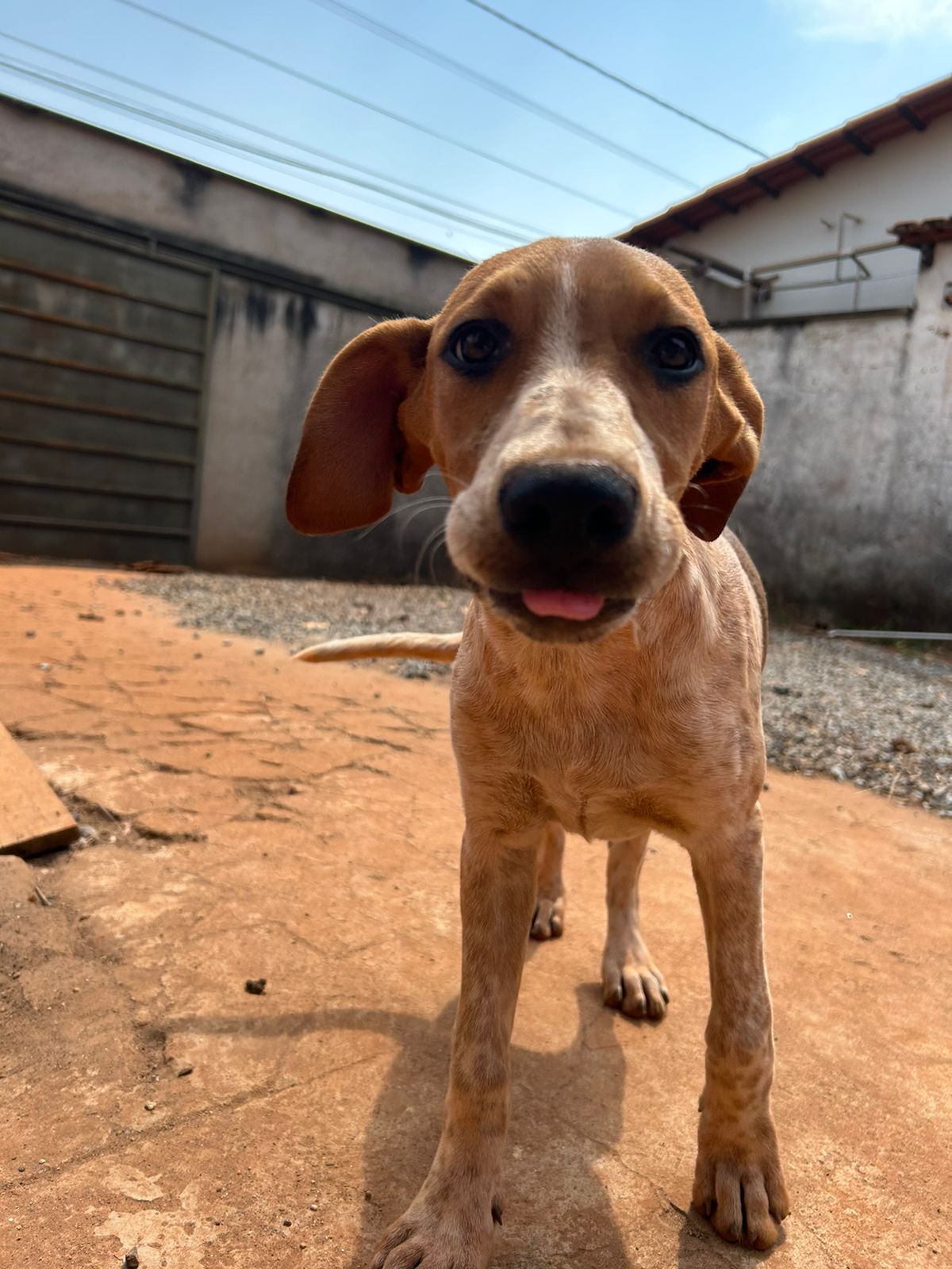 Trabalho de proteção animal realizado pela APAP